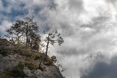 Silhouettes of trees above a cliff in the Tarn Gorges. Cevennes, France, Europe
