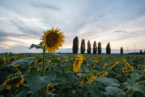 Sunflowers, sunflower field, poplar avenue, Germany, Europe