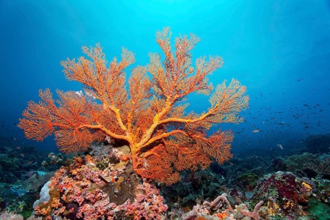 Melithaea gorgonian (Melithea) with closed polyps, on coral reef, Great Barrier Reef, UNESCO World