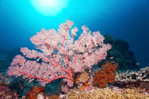 Red sea fan (Melithaea) gorgonian with open polyps in backlight on coral reef, Great Barrier Reef,