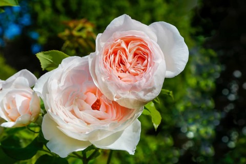 Roses (pink), flower, green foliage, perennials, flowers, lush double flowers, pink flowers,