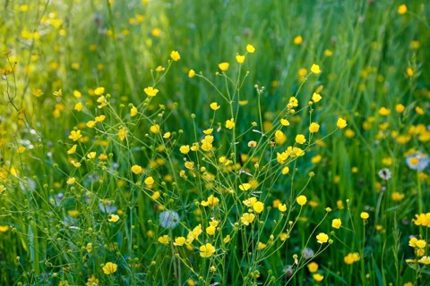 A sun-drenched wildflower meadow with numerous yellow flowers and green grass, buttercups