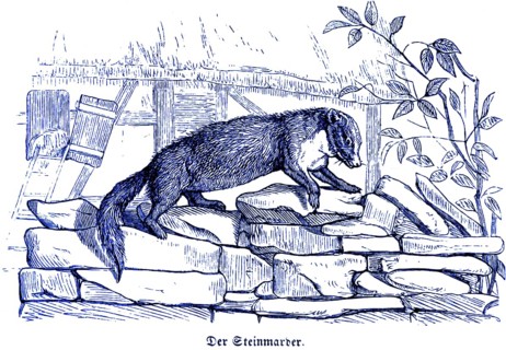 Stone marten, Hubertus hunting and hunting scenes, wild animals, an animal, wall, house, croft,