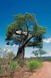 Baobab, Zambezi National Park (Adansonia digita), Zimbabwe, Africa