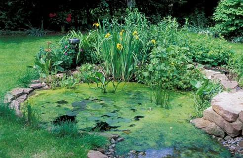 Garden ond with Green algae, Germany (Chlorophyta)