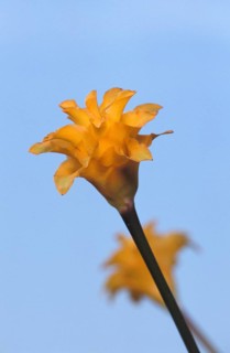 Calathea (Calathea crocata)