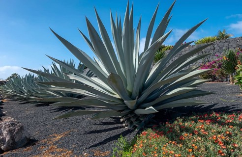 Agaves (Agave), Lanzarote, Canary Islands, Spain, Europe
