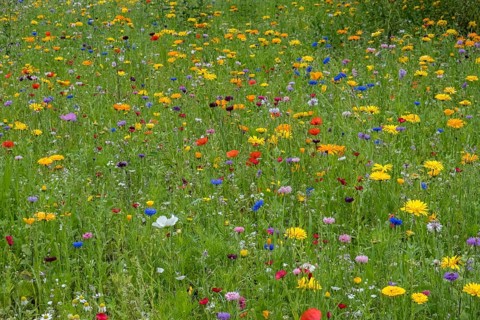 Colourful flower meadow, Münsterland, North Rhine-Westphalia, Germany, Europe
