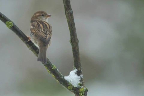 Female House Sparrow (Passer domesticus) on a branch with snow in winter in Bad Schönborn,