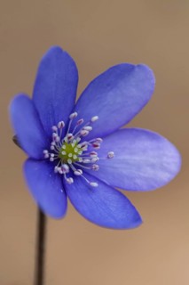 Hepatica (Hepatica nobilis), Upper Austria, Austria, Europe