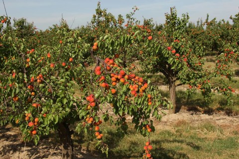 Apricots (Prunus armeniaca) or apricots, ripe fruits on the trees, Lower Austria, Austria, Europe