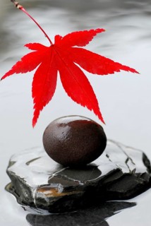 Leaf and round stone, Downy Japanese Maple (Acer japonicum) sycamore