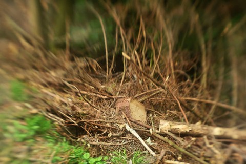 Forest damage in the Sauerland region has caused about 40 % of the spruce stand, especially in