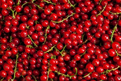 Redcurrant or red currant berries close up texture background