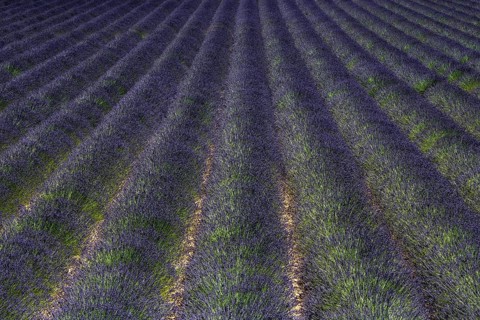 Lavender field, flowering true lavender (Lavandula angustifolia), near Puimoisson, Plateau de