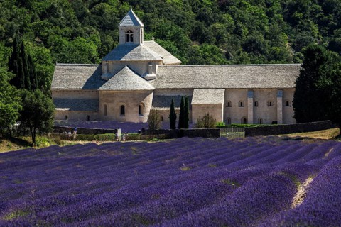 Monastery, Cistercian Abbey Abbaye Notre-Dame de Sénanque, with lavender field, Vaucluse, Provence,