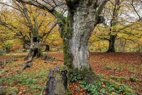 Old copper beech (Fagus sylvatica), Hutebuche, Hutewald Halloh, Hesse, Germany, Europe