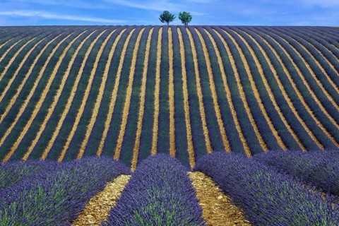 Two trees in an undulating lavender field, flowering true lavender (Lavandula angustifolia), D56,