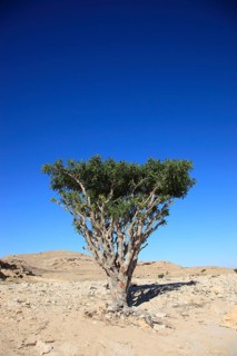 Wadi Dawqah, Incense Tree Cultures, UNESCO World Heritage Site, frankincense (Boswellia Sacra)