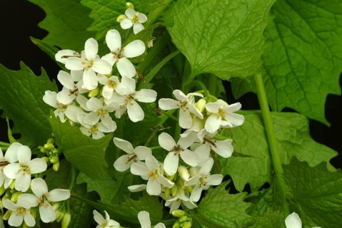 Garlic rue, garlic rue, medicinal plant, seasoning plant, spice, herb, wild plant, medicinal use,