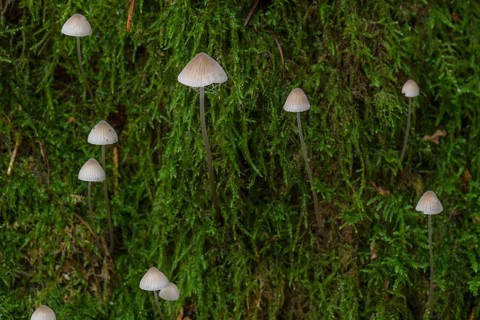 Bonnets (Mycena) in moss, mixed forest, Fanken, Bavaria, Germany, Europe