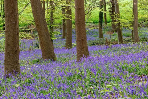 Common bluebells (Hyacinthoides non-scripta), in the blue forest, North Rhine-Westphalia, Germany,