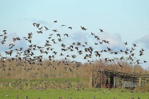 Greater white-fronted geese (Anser albifrons), flock landing on a pasture, Lower Rhine, Bieslicher