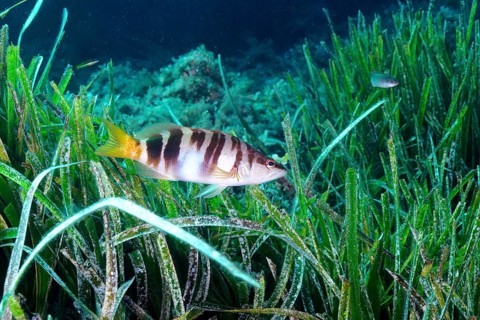 Painted comber (Serranus scriba) in the Mediterranean Sea near Hyères. Dive site Giens Peninsula,
