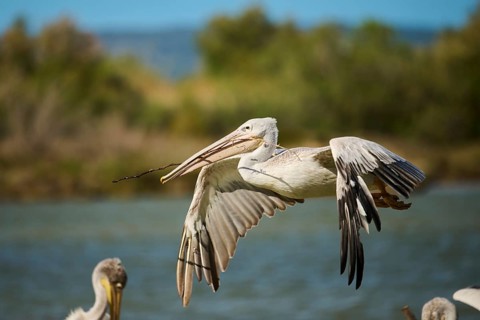 Great white pelican (Pelecanus onocrotalus) flying, France, Europe