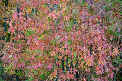Northern red oak (Quercus rubra) with autumn colouring, Moselle, Rhineland-Palatinate, Germany,