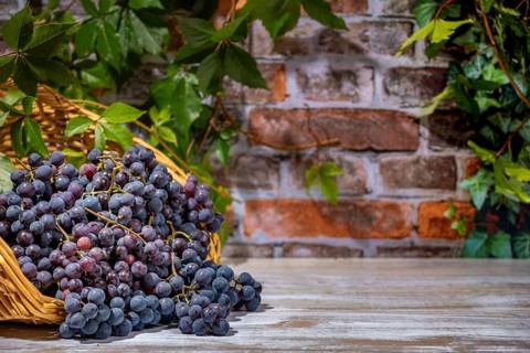 Blue burgundy grapes in and next to basket in front of brick wall with leaves, copying room
