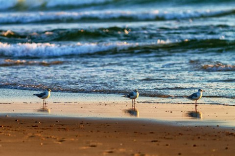 Three juvenile mediterranean gulls (Larus melanocephalus) standing side by side on the beach,