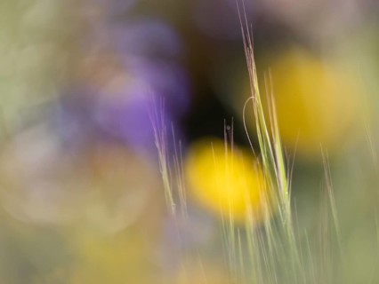Photo art, depicted by blurred out of focus flowers of the rough hawksbeard (Crepis biennis),