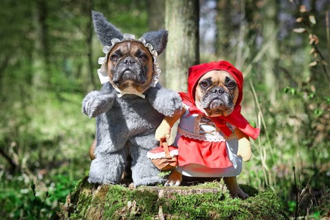 Pair of French Bulldog dogs dressed up as fairytale characters Little Red Riding Hood and Big Bad