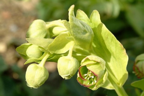 Stinking hellebore (Helleborus foetidus), formerly often used as a medicinal plant