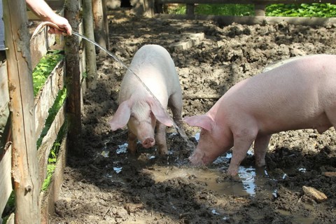 Free-range domestic pigs enjoying the water jet, Allgäu, Bavaria, Germany, Europe