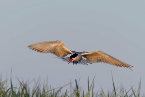 Common Tern (Sterna hirundo), flight study, animal in flight, Lower Saxon Wadden Sea National Park,