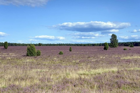 Heathland, extensive Oberoher Heide, common juniper (Juniperus communis) and flowering common