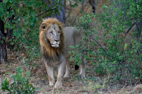 Lion (Panthera leo), male standing in bushes, Khwai region, North-West District, Okavango Delta,