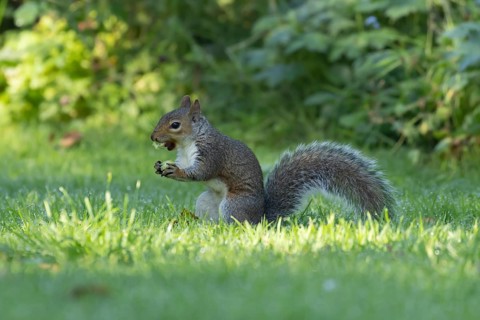 Grey squirrel (Sciurus carolinensis) adult animal feeding on a hazelnut on a garden lawn, Suffolk,