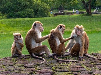 Toque macaques (Macaca sinica) group sitting together in a row, Sri Lanka, Asia