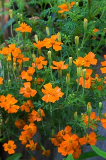 Orange Marigold (Tagetes) in summer, Quebec, Canada, North America