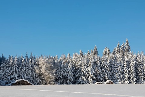 Winter spruce (Picea) (Pinaceae) forest, spruce, pine, snow, winter, Leibertingen, Upper Danube