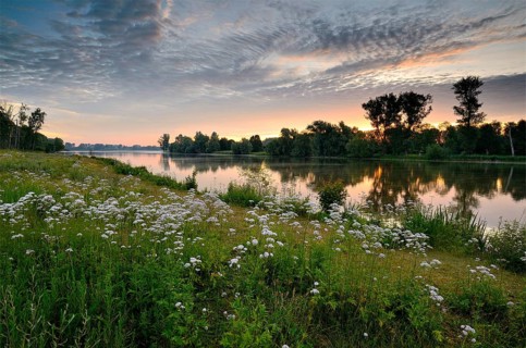Morning glow on the Old Rhine with valerian (Valeriana officinalis) and deciduous trees, Xanten,