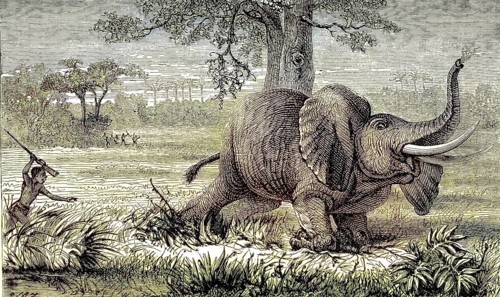 Local man hunting elephants, poacher, 1869, South Africa, Historic, digitally restored reproduction