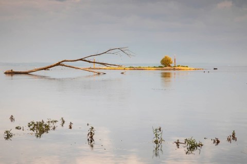 Island in Lake Constance, dead wood, sunrise, summer, Argen estuary, Langenargen,