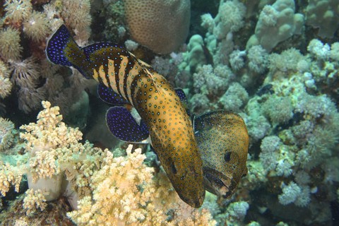 Pair of bluespotted grouper (Cephalopholis argus) courting, mating, dive site House Reef, Mangrove