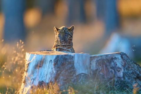 Indian leopard (Panthera pardus fusca), young animal on tree trunk in forest