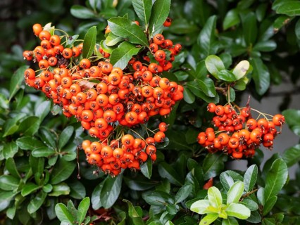 Scarlet firethorn (Pyracantha coccinea), North Rhine-Westphalia, Germany, Europe