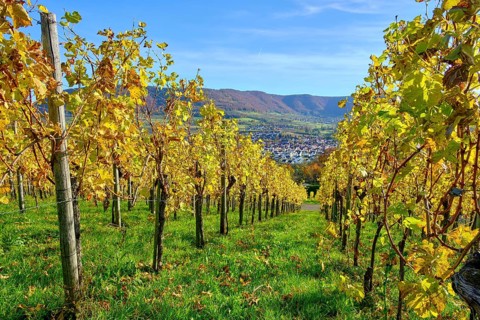 Autumn vineyard landscape on the Swabian Alb in the vineyards of Metzingen, Baden-Württemberg,